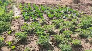 Farm tour @gardeningwithpoo2396..winter veggies #ytvideos  #videos #winter #farm #mangoes 