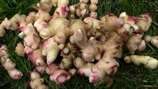 Harvesting Homegrown Ginger and Freezing Ginger Two Different Ways