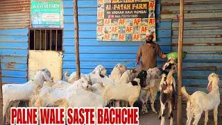 Palne Wale Bachaco ka Bahetreen Lot Resonable Rate Me Al Fatah Farm New Mumbai Kharghar