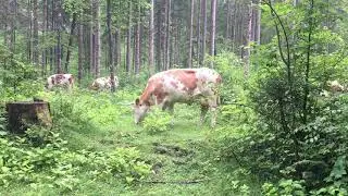 Bavarian Cows