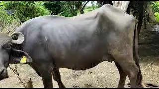 Lumpy Skin Disease In Buffalo || #diseases #lumpyskindisease #lumpyvirus