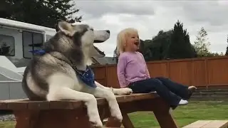 an evening Conversation ~ Husky Little Girl 🐺👧🏼