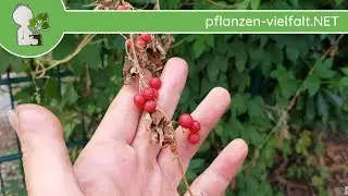 Rotfrüchtige Zaunrübe - Früchte/Samen - 23.07.18 (Bryonia dioica) - Giftige Wildpflanzen