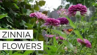 Cutting Zinnias for a Vase  - How to Grow Zinnias from Seed