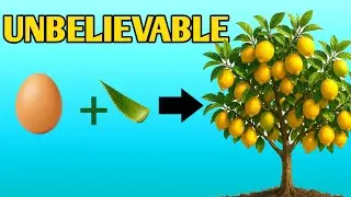 Growing oranges trees from eggs/ Homemade