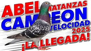 Llegada de las Palomas - Abel Campeón 2025 de Velocidad.mp4