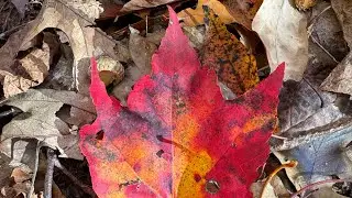 Book notes - 08 Nov 2025 - Writing style and perspective 