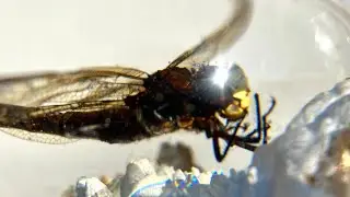 Wood turning - The Dragonfly Wood & Resin Art