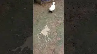 Release The Quacken!!! Wait For It!!
