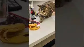 Cat Tries to Catch Bug - Funny Whimsical Feel Good Vibes #soothingclouds #funnyshorts