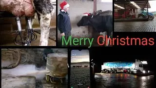 Christmas day on a dairy farm!