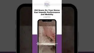 Old Scars on Your Horse Can Impede Performance And Mobility | Holistic Horseworks Talks