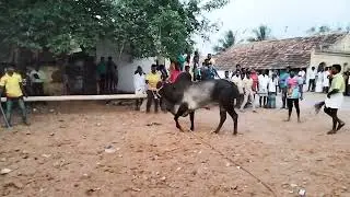 bahubali group jallikattu whatsapp status