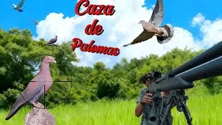 Caceria de PALOMAS||PALOMAS MORADA||