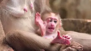 Most beautiful baby monkey Leo being good son to mom Libby love him more