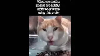 Cat eating food on camera meme #catvideos #how #crazy