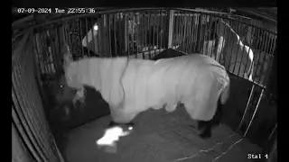 Ball lightning or light beings? Elf frightens horse (+videos)