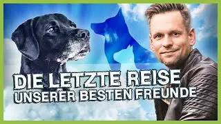 Die letzte Reise unserer besten Freunde – Interview mit einem Tierkrematorium