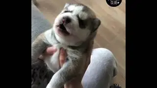 puppies club 84522647 120223766173276 8201610557285210927 n