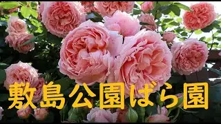 敷島公園ばら園　Shikishima Park Rose Garden 2022