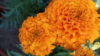 Nature's Beauty: Marigold Macro Shots with Morning Dew droplets