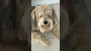 #ViralReels #ExplorePage #TrendingNow #AnimalRescue #SaveAnimal #AnimalsNeedHelp #TogetherForAnimals