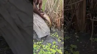 Big Sole Fish #fishing #fish #freefireshorts #shorts #carpfishing