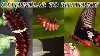 How Caterpillar Becomes Butterfly |COMMON ROSE BUTTERFLY|