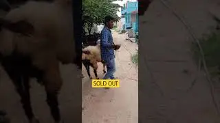 Bakrid 2021