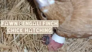 Fawn Bengali Finch Chick Hatching Time || Fawn Society Finch