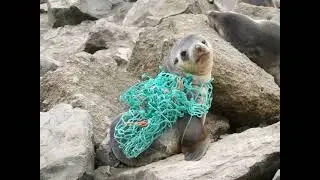 Sammy the sea lion and the net 