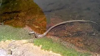 Водяной уж (лат. Natrix tessellata)