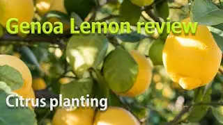 Geneoa Lemon in India climate | Lemon in bengal | Farming in land