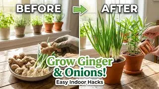 Grow Fresh Ginger & Onions at Home &mdash; Easy Indoor Gardening Hacks