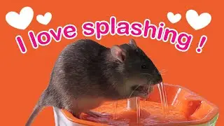 Pet Rat Splashes & Plays in Water Fountain (+voice over)