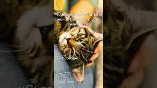 #кіт #cat #catlove #catquotes #catwish #purr #happiness #cozy #positivity #kittylove #smile