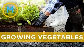 How to grow your own victory garden at home | Your Morning