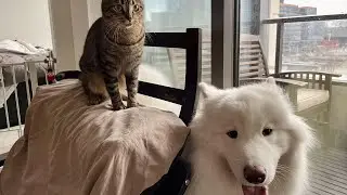 Cat and Dog Play Session | Chill Lofi Beats to Study, Work, and Relax To