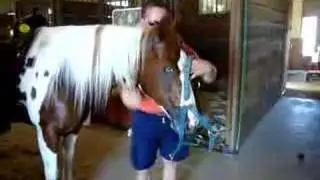 Paint Horse For Sale