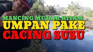 MANCING MUJAIR HITAM UMPAN PAKE CACING SUSU