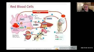 Blood RBC lifespan