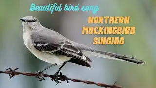 Northern mockingbird singing , europian birds ,masteran segala burung kicau suara variasi merdu