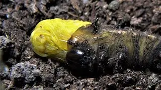 Imperial Moth Pupating - shows male and female pupae (Eacles imperialis imperialis)