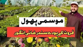 Bahar Mein Lagney Wale Pholl | Best Fruit Plants Variety in Islamabad | Best Sunderkhani Grapes