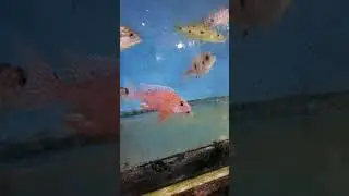 visit to the cichlid barn. I'll do more if asked #cichlid #freshwaterlife #floridalife #aquarium