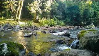 Pure River & Cicadas 🌿 3 Hours of Real Nature Sounds for Study & Sleep (No Music)
