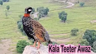 Kalateetar Ki Awaz | Blackfrancolin Voice | Teetar ki Awaz 