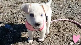 White Husky Puppy First Time On A Leash (P+L Training) 
