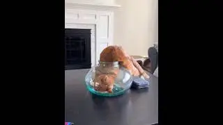 The cat enters the glass jar short video #shorts