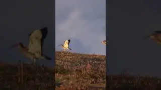 Happy World Curlew Day 2023!